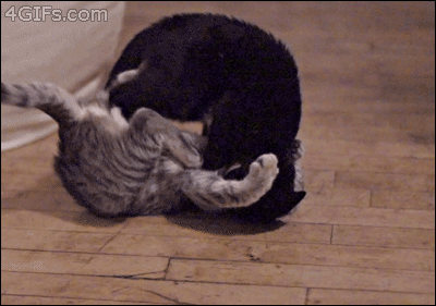 funny-gifs-videos:  http://funny-gifs-videos.tumblr.com/ 