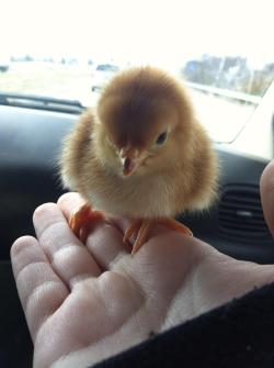 awwww-cute:  Picking up chicks 