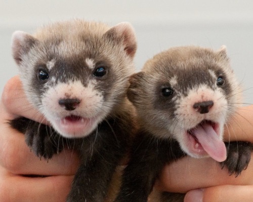 Baby Animal Posts