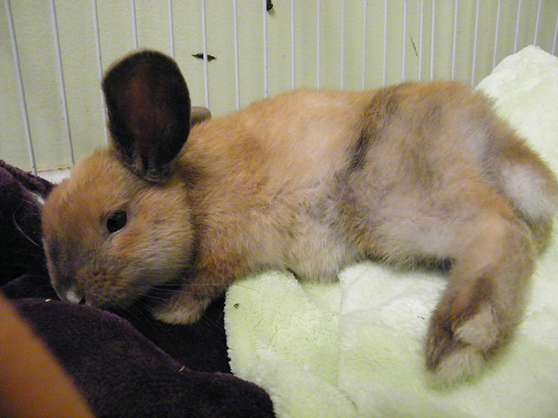 fortunas-sands:  Tate, at the Georgia House Rabbit Society. Very young bunny that