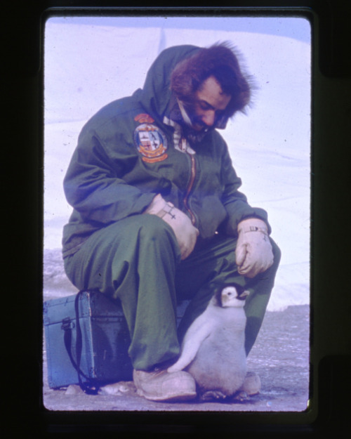 A member of a 1962 Antarctic expedition makes a fluffy friend.This Smithsonian Institution Archives 