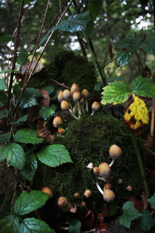 graymanphotography:  Moss, mushrooms and the turning of the leaves. 