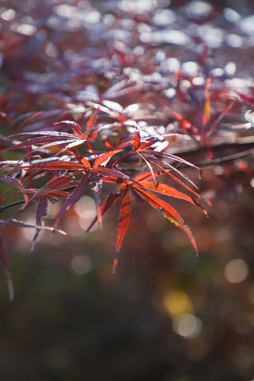 Catching the light -Japanese Maples irridescent in the late autumn morning sun.  One last glorious s