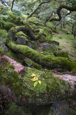 skeletongarden:  Burbage Brook in Padley