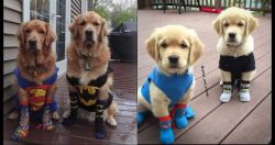 lolfactory:  Cute little dogs grown up and ready to fight crime!
