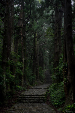 satakentia: Peace of the Woods  熊野古道 Pilgrimage Trails, Kii Peninsula, Japan by   sumika❀ 