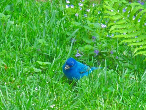 Pleased to have had this gorgeous fellow drop by just now! A male indigo bunting in breeding plumage