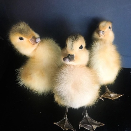 Taxidermy baby duckling. There is wire threaded through the feet to help with stability. $40 PPD in 