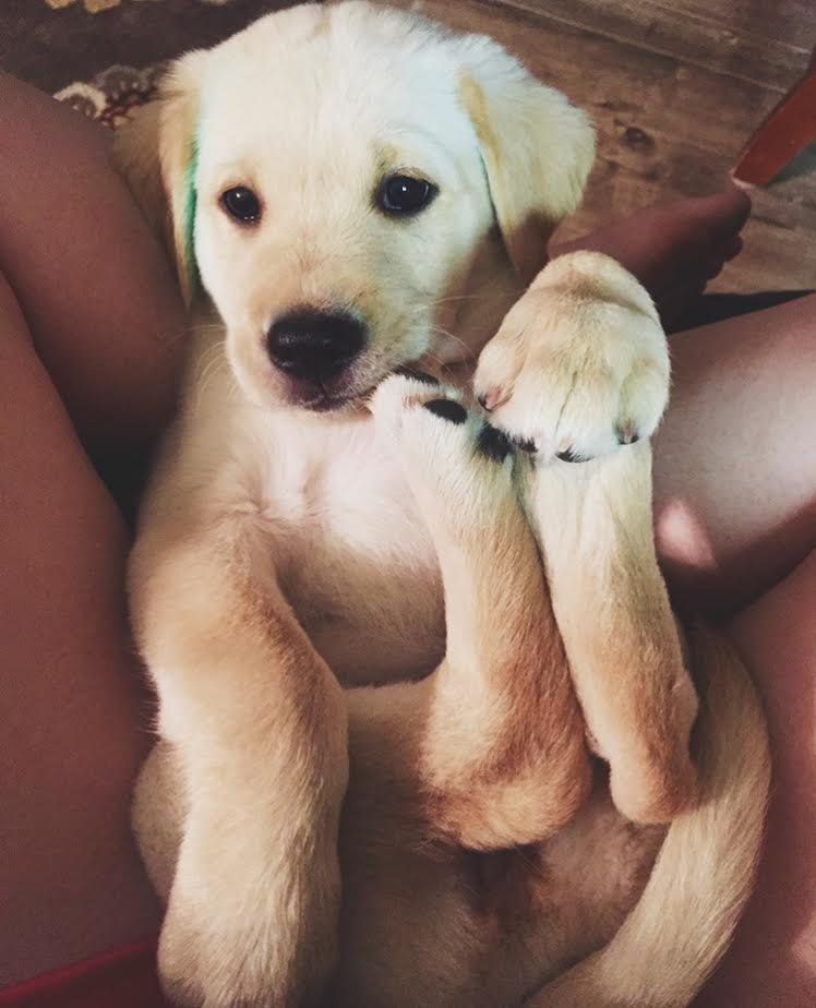 babyanimalgifs:  I love him.