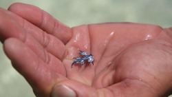 v0tum:  Glaucus Atlanticus (blue dragon)