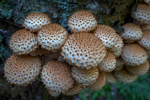 microcosmicobservations:  Pholiota squarrosa 9/16 at Point Beach State Park, Wisconsin