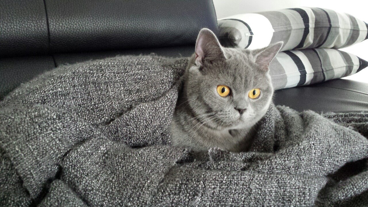 miatheshorthair:  Sunday mornings 