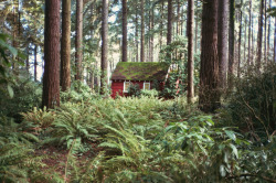 treeporn:  betomad: The Grotto, Portland,