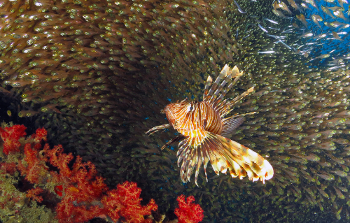 nubbsgalore:photos by alex tattersall in the red sea near marsa nakari of common lionfish attacking 