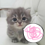 kittytoo