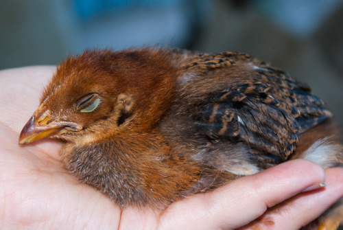 quock-ko: June 4 2011. Nice chestnut-colored chick.