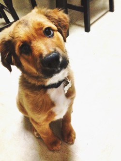 preppyasalways:  this is my friend’s puppy, Jax, and I’m kind of obsessed