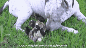 tenaflyviper:  Oh my god, what a vicious animal. Look at it brutally and savagely