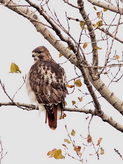 wild-diary:Red-Tailed Hawk | Kenneth Cole Schneider