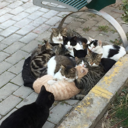catsuggest:we are familyi got all my sister with me