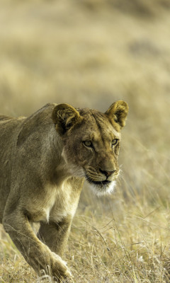 llbwwb:  (via 500px / The Lioness by Beena