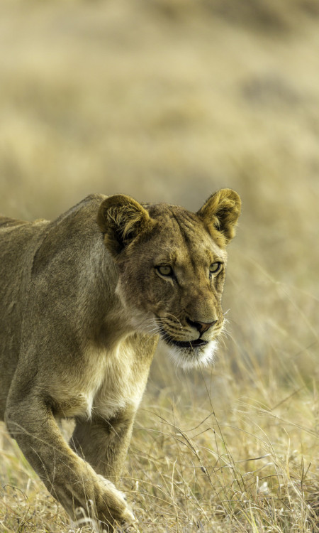 llbwwb:  (via 500px / The Lioness by Beena Balasubramaniam)