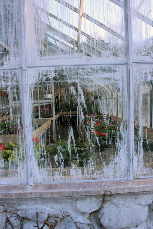 walkinghost1960: Greenhouse, Skylands Manor, Ringwood, NJ