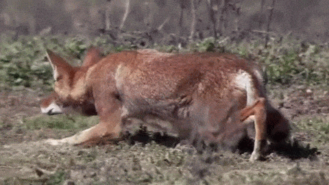wolveswolves:Ethiopian wolf stalking a ratFrom BBC’s “Life” (2009)