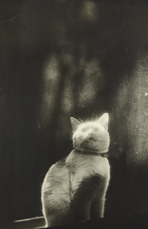 Shikanosuke Yagaki (Japanese, 1897-1966, b. Kyoto, Japan) - Please open the Door (Cat in Window), 19