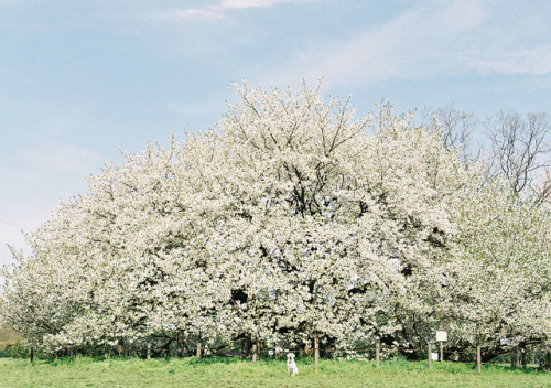 azusaphoto: この春は、桜を見に遠出する余裕はなく、いつもの公園で過ごした。それでも公園には50種類に近い桜の木があり、日々、犬と、こんな朝を歩いていることこそが幸せなのだと、少し体調を崩し