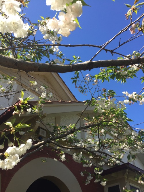 prikkly: The tree in my garden has blossomed !  Oh my god this looks like the almond blossom Van Gogh 🌼 