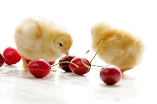 Sweet Chick and Cherry