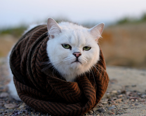 mostlycatsmostly: You can leave me at home for the next autumn photoshoot. (via kuymdmouse