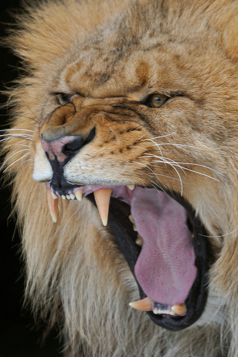 llbwwb:  (via 500px / Furious Lion by Josef Gelernter)