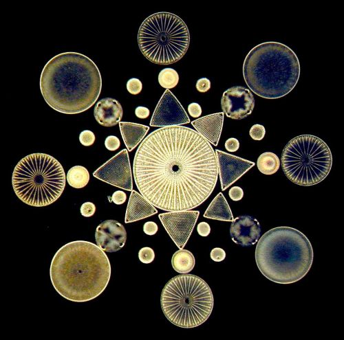 elahrairoo: You know what’s really cool? Victorian Diatom art. When microscopes were first invented,