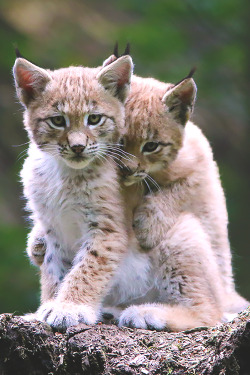 roguemur:  writingjustforgiggles:  luxuryera:  Young Lynxes | Source   roguemur  ….am I that fluffy? :o   &ldquo;Well you&rsquo;re certainly that cute&rdquo; *winks*