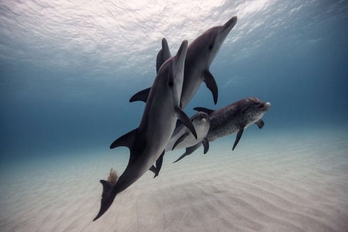 UNDERWATER.Art by Jorge Cervera Hauser.(b. in 1984).