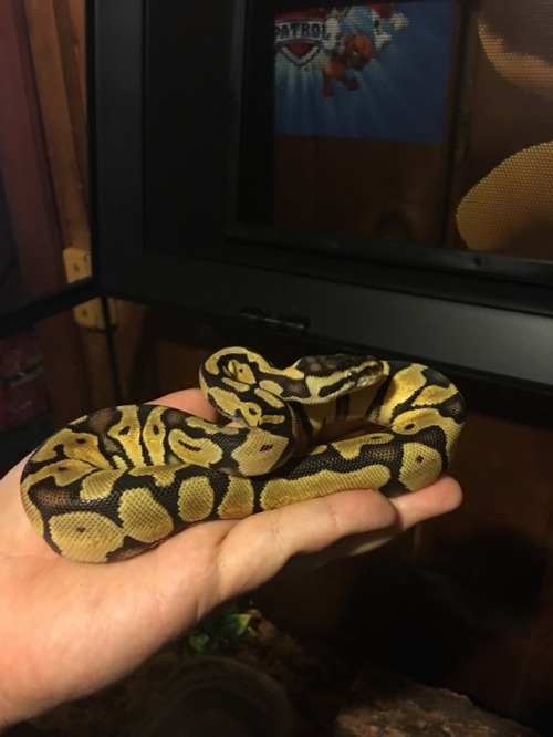 sheba-the-snek:The perfect handful of noodle.