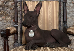 showdawgblawg:Mexican xoloitzcuintle puppy by jbaltazar1 on Flickr.