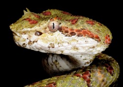 exotic-venom:  (Bothriechis supraciliaris) Blotched palm-pit viper