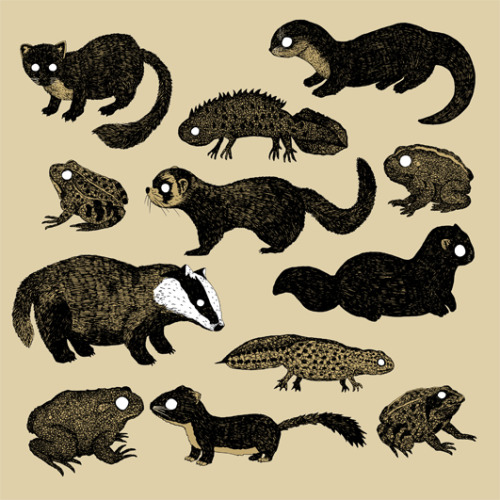 djrbennettillustration: British Wildlife Illustrations 1 Available on Redbubble