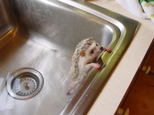 feliciasbitch:  beben-eleben:  Pets who love or hate their bath time  THIS IS MY FAVORITE POST. THERE ARE MANY LIKE IT BUT THIS IS MY FAVORITE. 