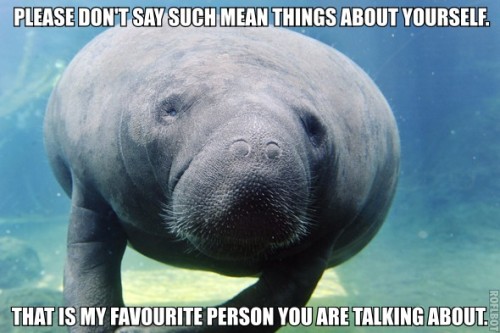 calmingmanatee: [Image description: A photo of a manatee, straight on, and the background is blue. T