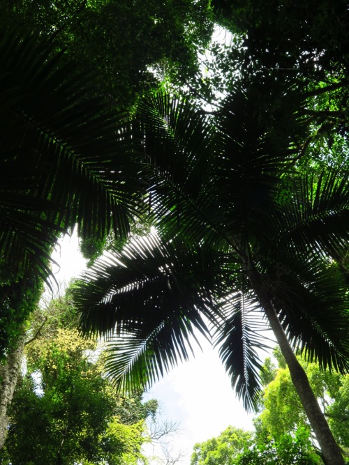 clairebeeds: Dorrigo national park, part of Australia’s Gondwana Rainforest