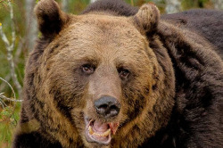 wapiti3:  Eurasian Brown Bear on Flickr.