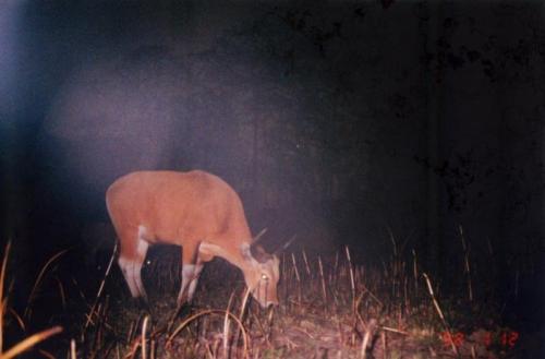 trailcams:Source
