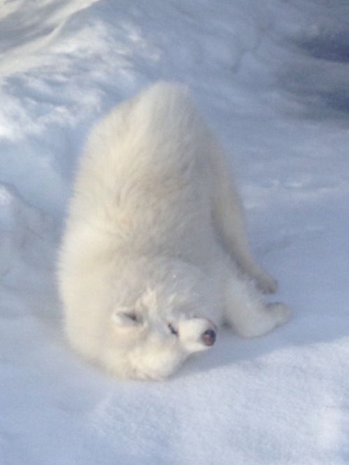 skookumthesamoyed:  YASSSSS SNOWWWWW YASSSSS I LOVE U SNOWWWWW SO COLD AND GOOOOOD!!! ☁️