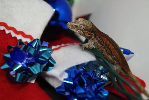 daedricsnakes:Happy Snolidays from Sithis, Vaermina, and Akatosh! May you have a very merry season :