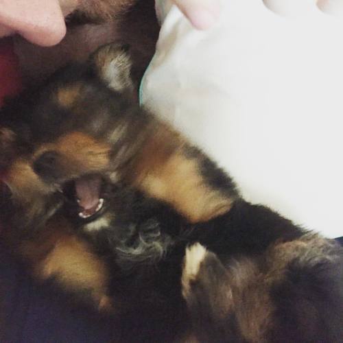 Chris and Link playing. #yorkiesofinstagram #thegothhousewife #newpuppy