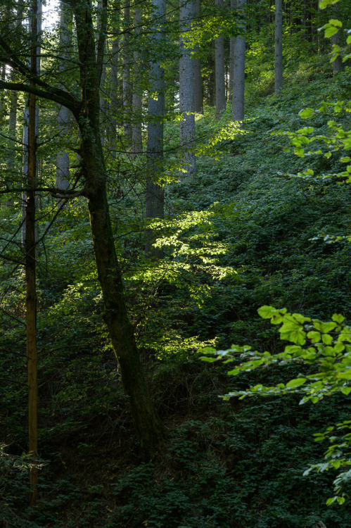 talkstotrees:summer’s end | light my way19/09/14-57